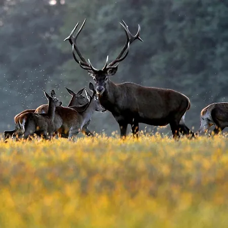 Thermal Valley Apartman - Batthyany Villapark דירה *