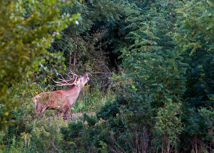 Batthyányi Villapark – Thermal Valley *